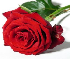 FELIÇ SANT JORDI A TOTHOM